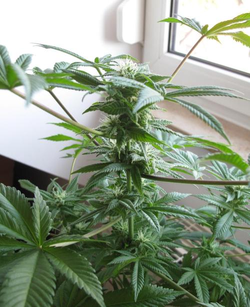 Amsterdam Amnesia #1. Week 14