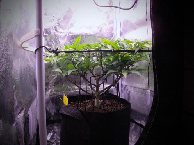 Amsterdam Amnesia #2. Week 12