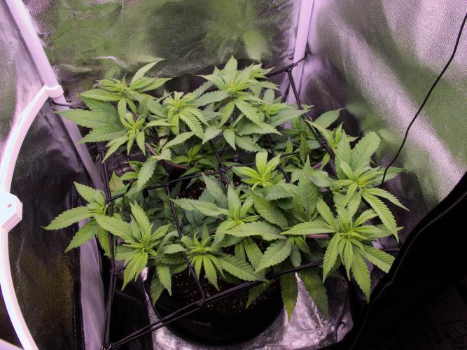 Amsterdam Amnesia #2. Week 12