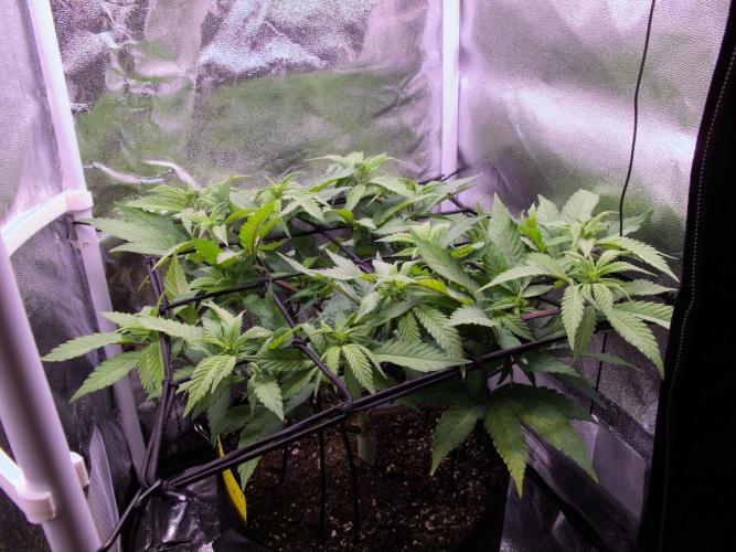Amsterdam Amnesia #2. Week 12