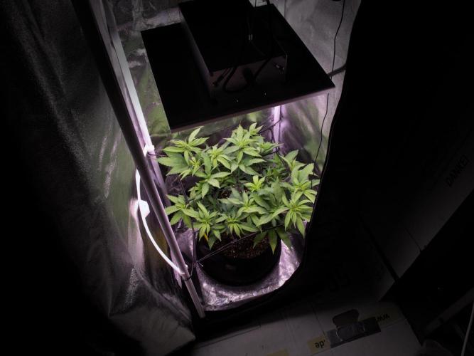 Amsterdam Amnesia #2. Week 12