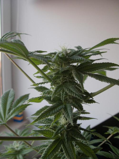 Amsterdam Amnesia #1. Week 15