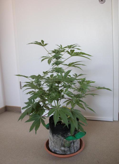 Amsterdam Amnesia #1. Week 15