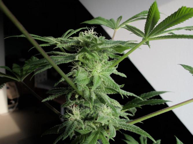 Amsterdam Amnesia #1. Week 15