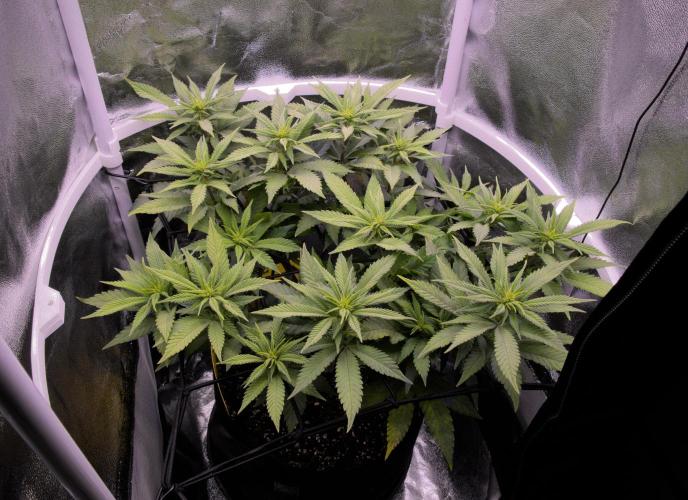 Amsterdam Amnesia #2. Week 13
