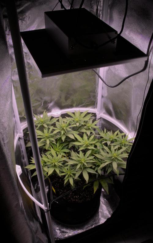 Amsterdam Amnesia #2. Week 13