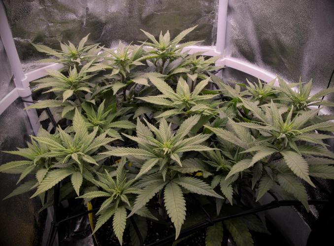 Amsterdam Amnesia #2. Week 13