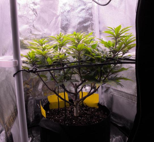 Amsterdam Amnesia #2. Week 13