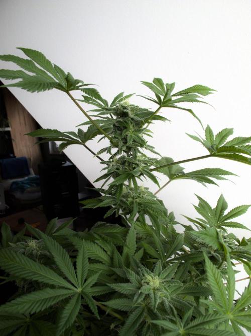 Amsterdam Amnesia #1. Week 16