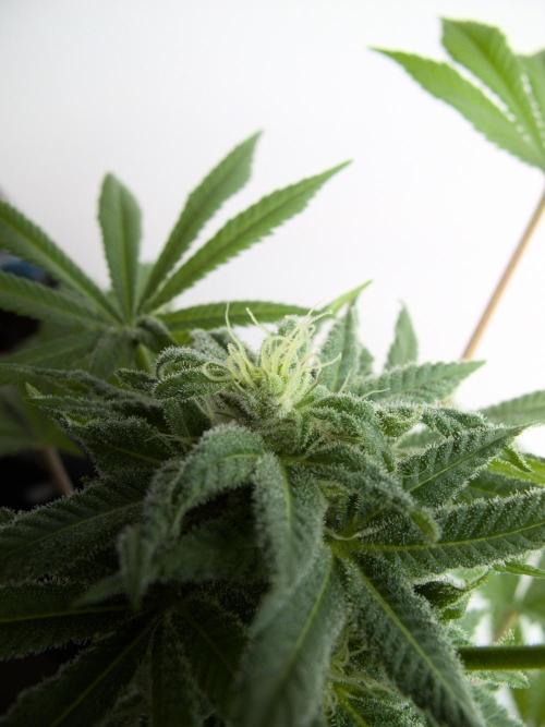 Amsterdam Amnesia #1. Week 16