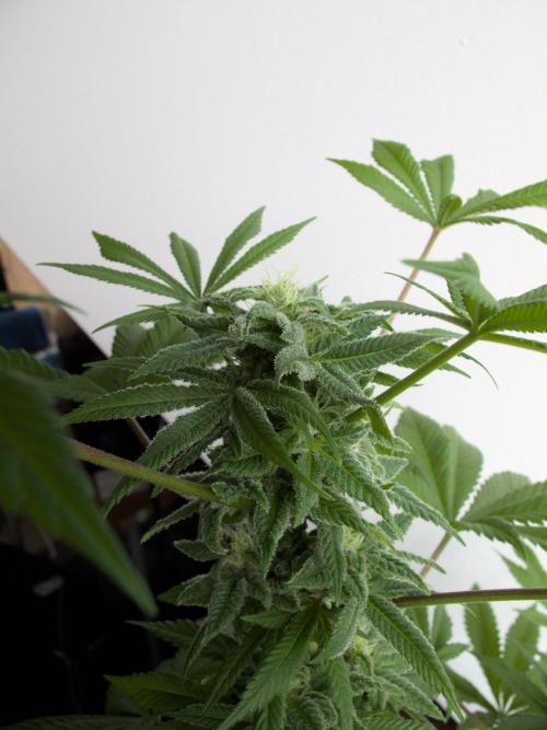 Amsterdam Amnesia #1. Week 16