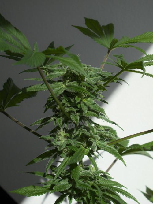 Amsterdam Amnesia #1. Week 16