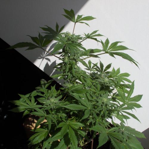 Amsterdam Amnesia #1. Week 16