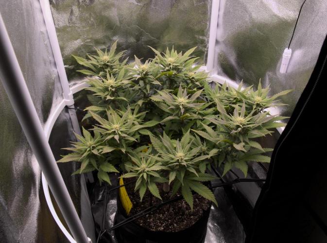 Amsterdam Amnesia #2. Week 14