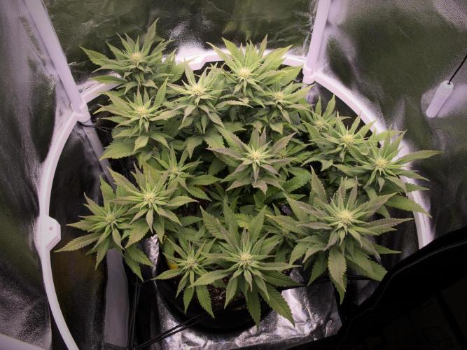 Amsterdam Amnesia. Week 14