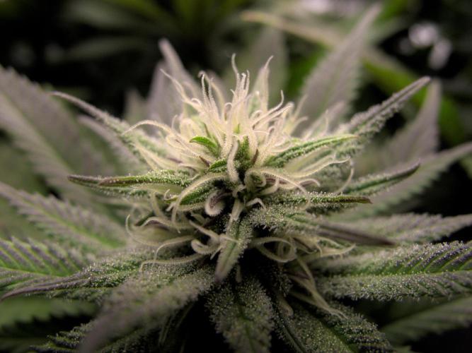 Amsterdam Amnesia #2. Week 15