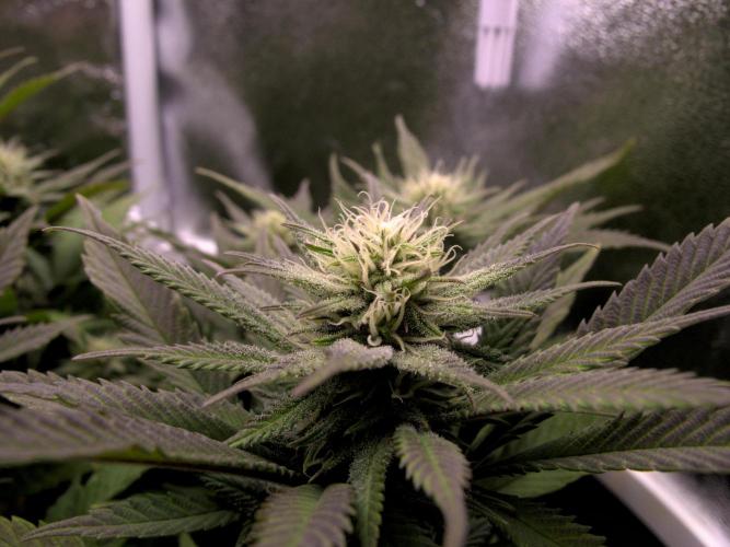 Amsterdam Amnesia #2. Week 15