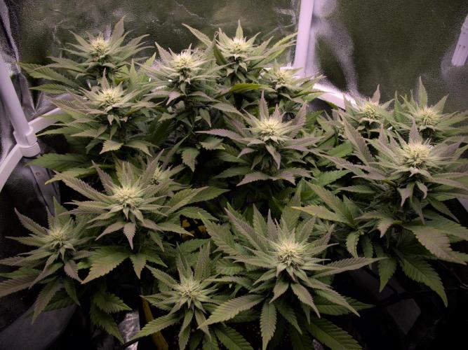 Amsterdam Amnesia #2. Week 15
