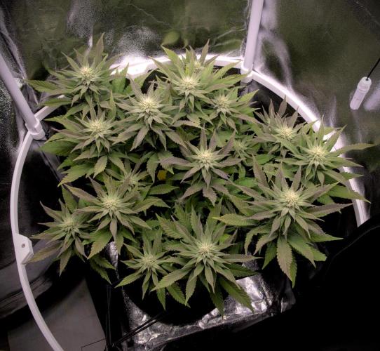 Amsterdam Amnesia #2. Week 15