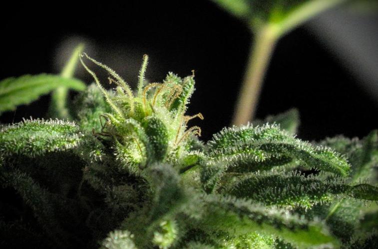 Amsterdam Amnesia #1. Week 18