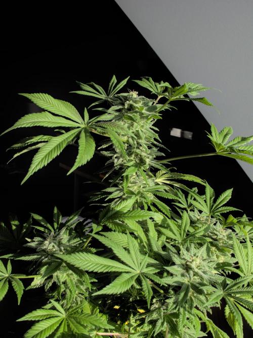 Amsterdam Amnesia #1. Week 18
