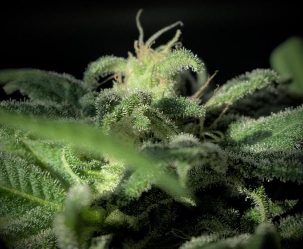 Amsterdam Amnesia #1. Week 18
