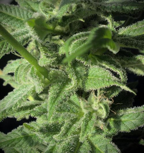 Amsterdam Amnesia #1. Week 18