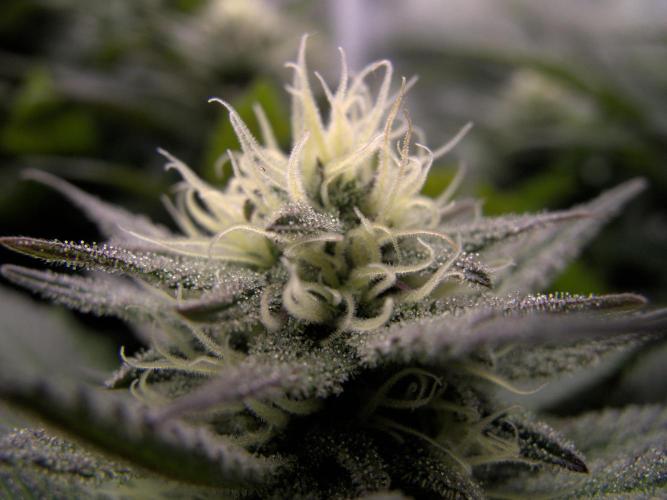 Amsterdam Amnesia #2. Week 16