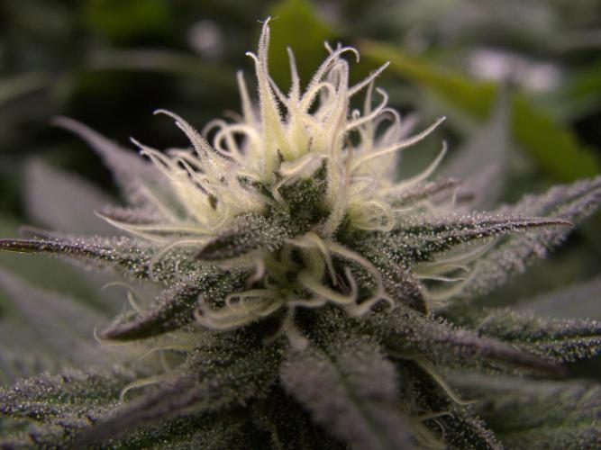 Amsterdam Amnesia #2. Week 16
