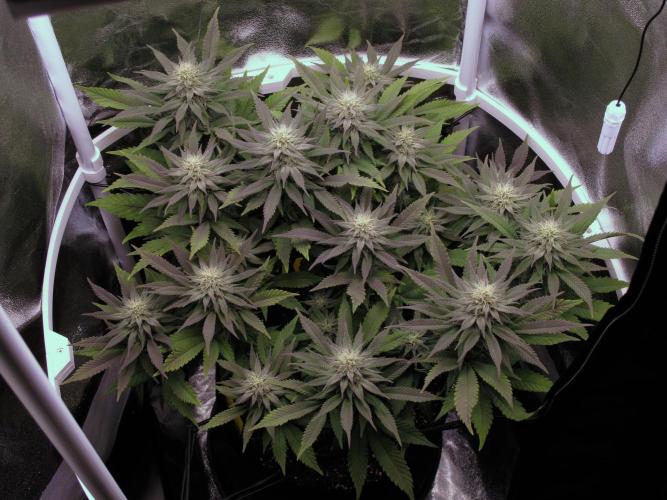 Amsterdam Amnesia #2. Week 16