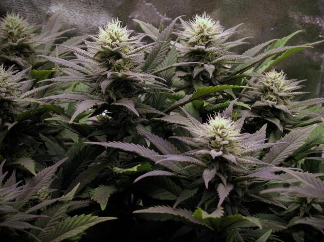 Amsterdam Amnesia. Week 16