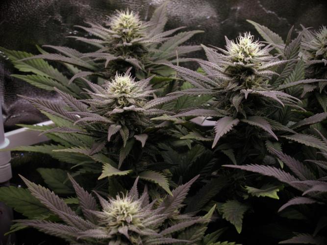 Amsterdam Amnesia #2. Week 16
