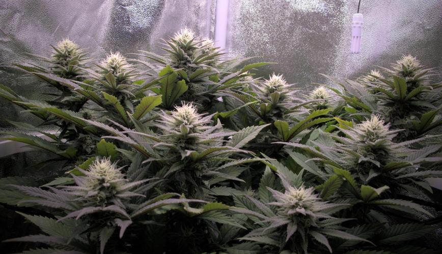 Amsterdam Amnesia #2. Week 16