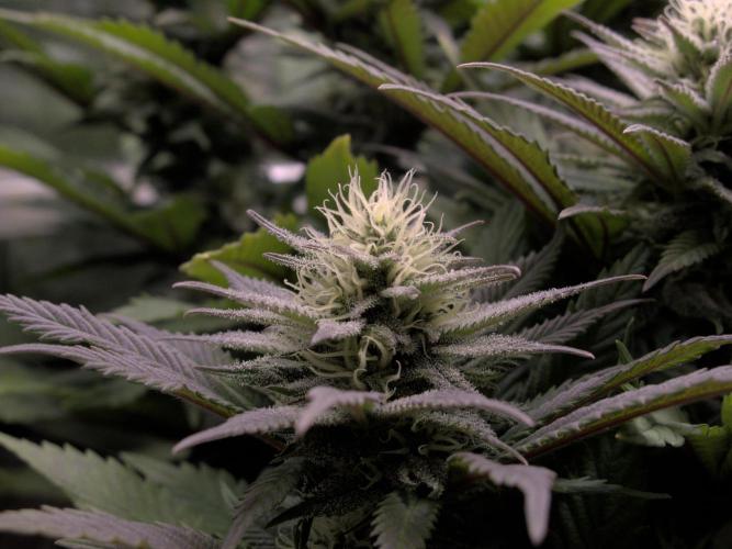Amsterdam Amnesia #2. Week 16