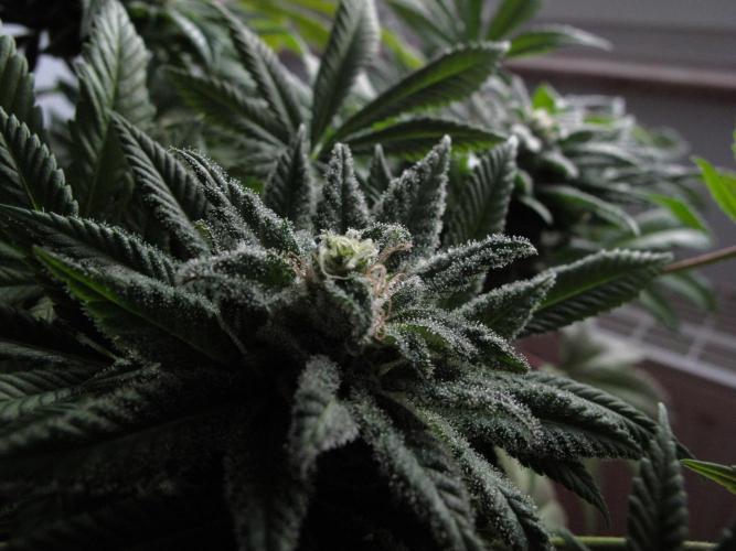Amsterdam Amnesia #1. Week 19