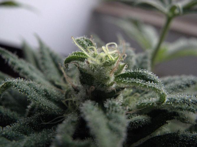 Amsterdam Amnesia #1. Week 19