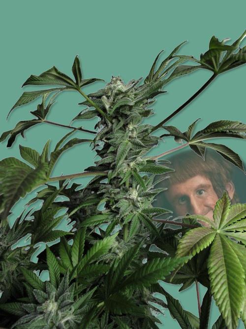 Amsterdam Amnesia #1. Week 19