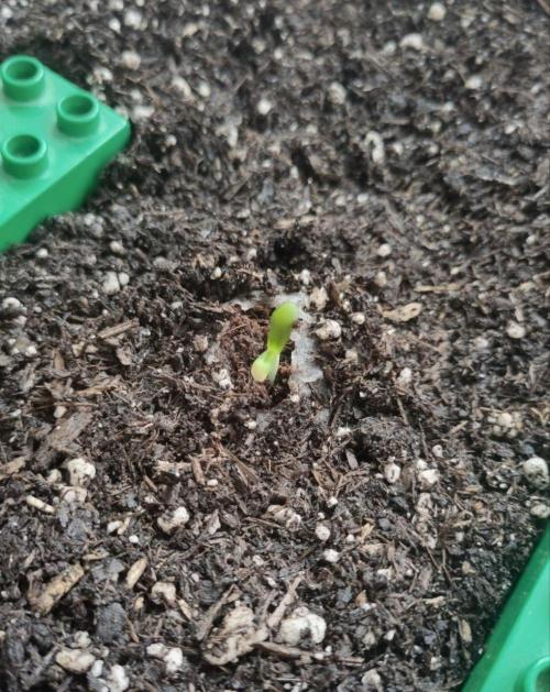Auto Duck, First Outdoor Grow. Week 0