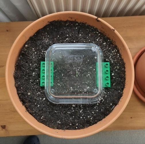 Auto Duck, First Outdoor Grow. Week 0