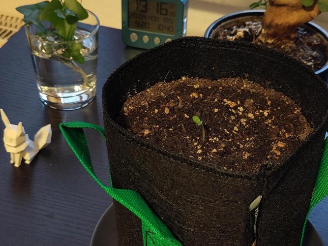Windowsill Auto Duck. Week 0