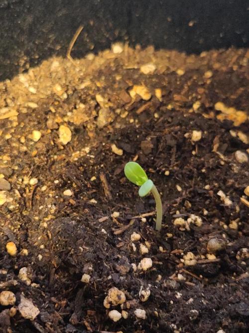 Windowsill Auto Duck. Week 0