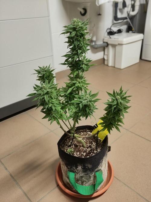 Amsterdam Amnesia #1. Week 20