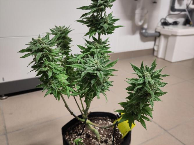 Amsterdam Amnesia #1. Week 20