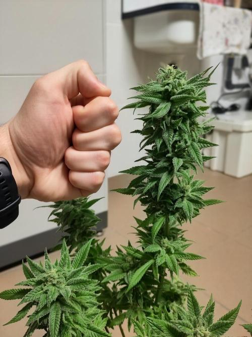 Amsterdam Amnesia #1. Week 20