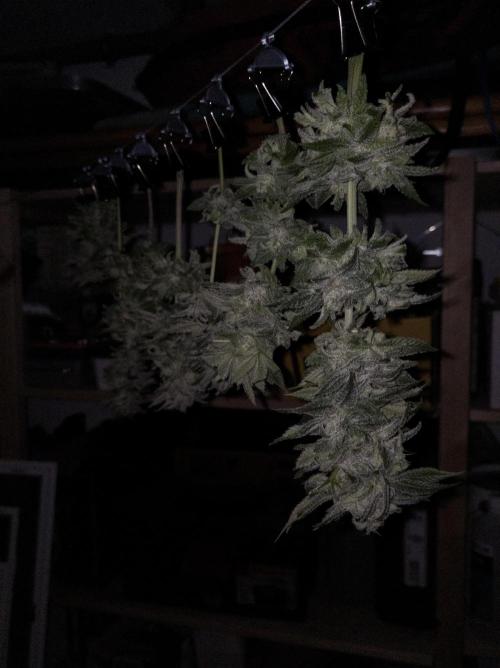 Amsterdam Amnesia #1. Week 20