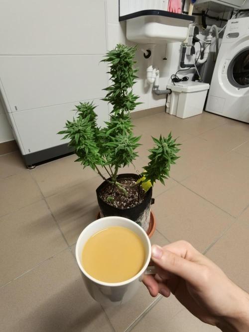 Amsterdam Amnesia #1. Week 20
