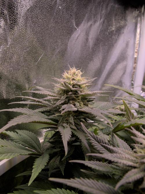 Amsterdam Amnesia #2. Week 17