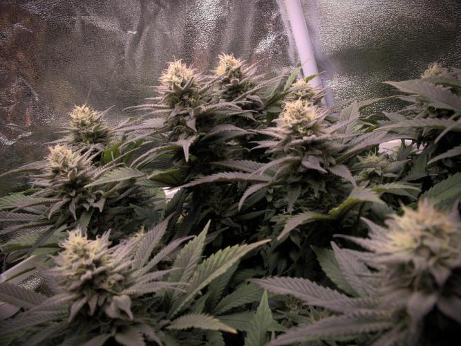 Amsterdam Amnesia. Week 17