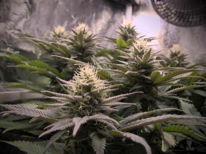 Amsterdam Amnesia #2. Week 17