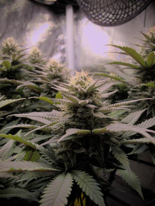 Amsterdam Amnesia #2. Week 17